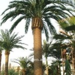 Trees_Date_palm_jpg_220x220